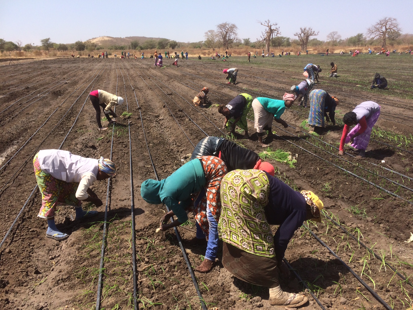 Agricultural labourers in Senegal