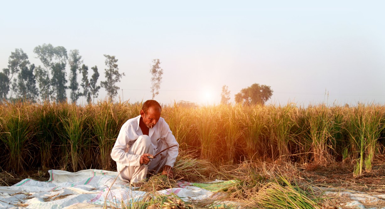 Man in rice field