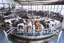 Milking machine in action at Dairy Campus WUR