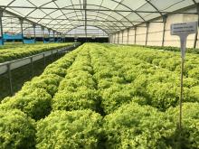 Armela Farms