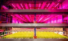 urban farm singapore